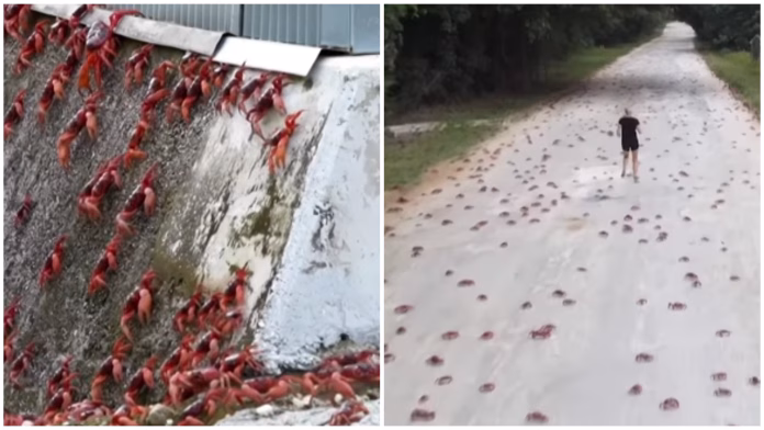 photo-collage.png (17)