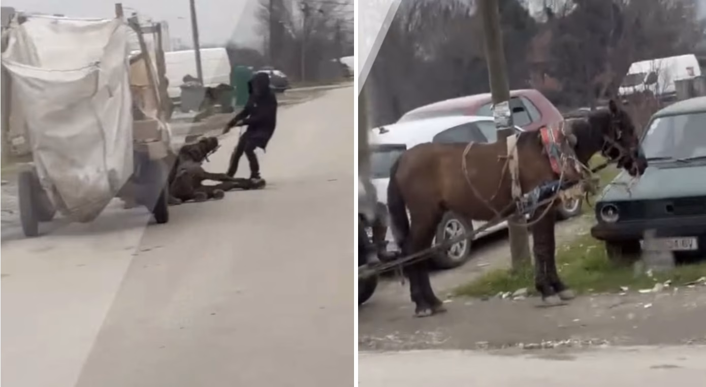 ВИДЕО Kоњ се струполи од изнемоштеност во скопско Маџари, сопствениците насилно го влечат да стане