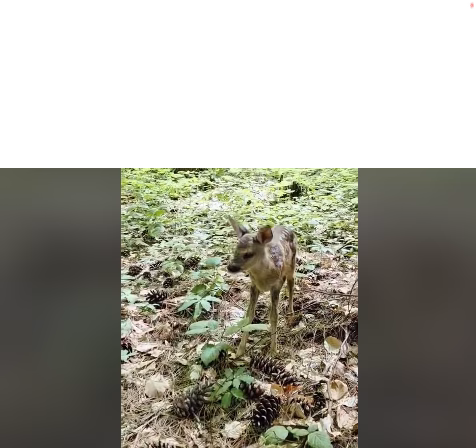 ВИДЕО Спасена мала срна на Пелистер по напад од куче скитник