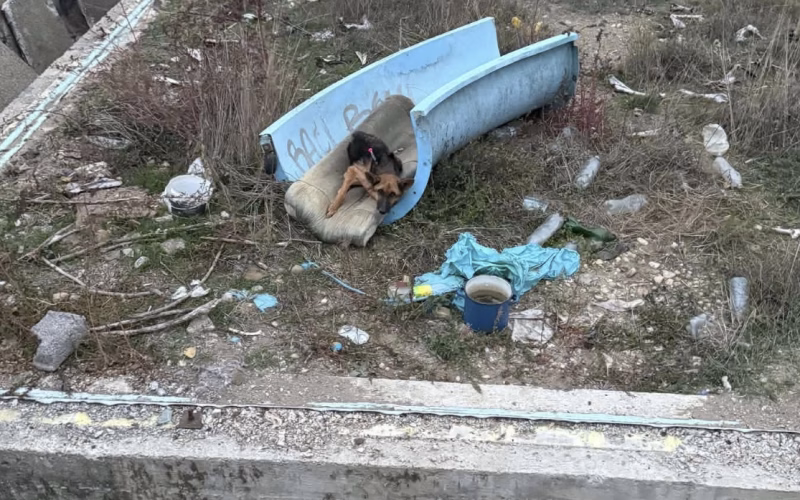 ДВЕ ГОДИНИ ЗАРОБЕНА ВО БЕТОНСКА ДУПКА: Кучето Луна спасено во Куманово, сега се бори за живот!